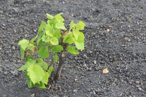 jeune cep de la Geria