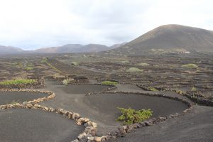 vigne dans des trous