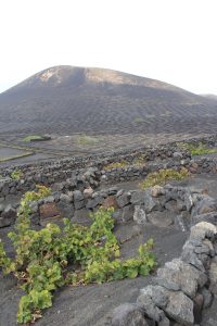 Le vignoble de la Geria
